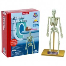 Eascolight Eğitici Oyuncak Bilim Seti  İnsan İskeleti